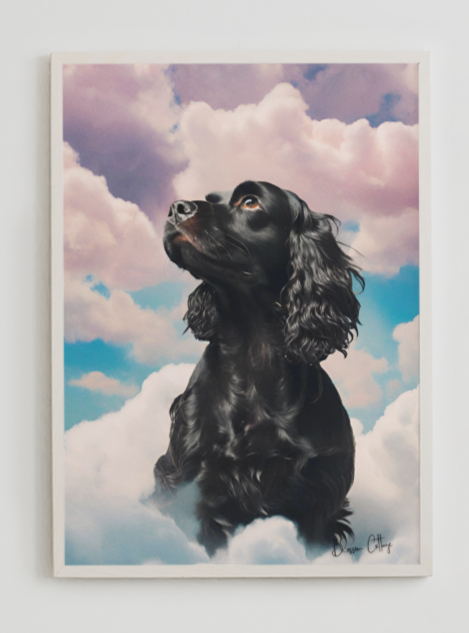 Cocker Spaniel:  "Heavenly Hues - The Black Cocker Portrait in Clouds."