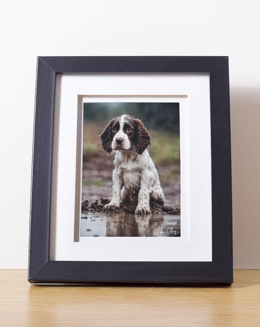 Springer Spaniel - "Muddy Paws & Waggy Tail"